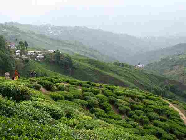 Darjeeling-Tea-Gardens