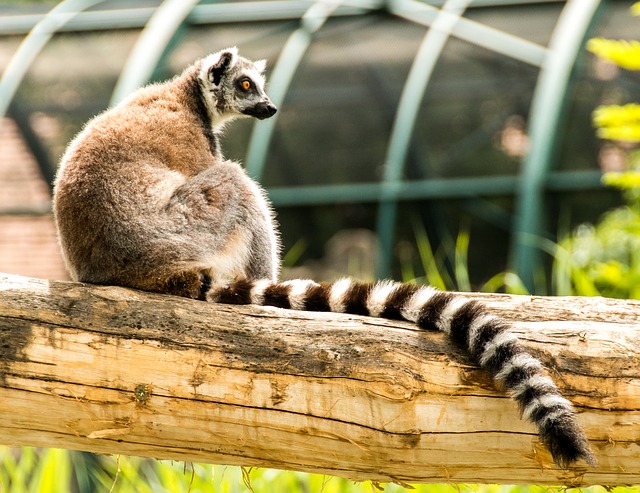 ring-tailed-lemur-828059_640