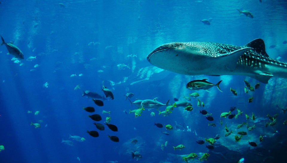 whale-shark-281498_960_720