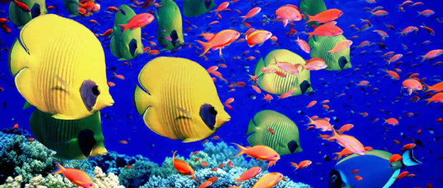 Great Barrier Reef Facts - Top Travel Lists