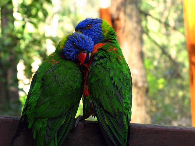 rainbow-lorikeet-947196_640