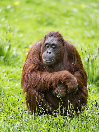 orangutans photo