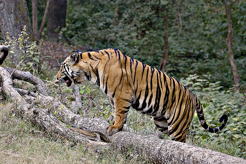 Tiger safaris photo